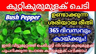 കുട്ടികൾക്ക് പോലും കുരുമുളക് പറിച്ചെടുക്കാം | Bush Pepper Planting | കുറ്റികുരുമുളക്  | Bush Pepper