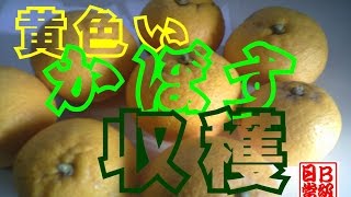 黄色いかぼすの収穫