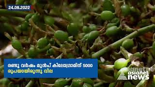 വിലയിടിവ് രൂക്ഷം; ഏലം കർഷകർ പ്രതിസന്ധിയിൽ | Cardamom Farmers