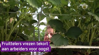 Fruittelers vrezen tekort aan arbeiders voor oogst