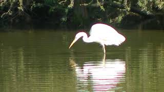 【野鳥】ダイサギ水面から餌探し 水元公園 2021/10/23