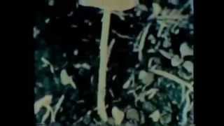 Gordon Wasson / Maria Sabina 1979 Video Footage (Sacred Mushroom)