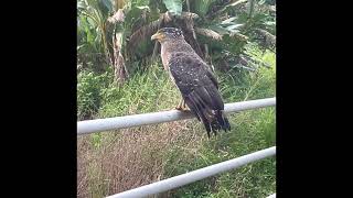 カンムリワシに出会いました！【石垣島】