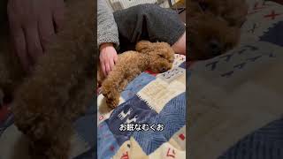 眠いトイプードル #トイプードル #トイプードルの生活 #犬好き #犬の動画 #可愛い犬 #ペットライフ #癒しの時間 #愛犬 #犬のしつけ #プードル日記