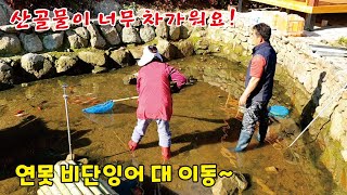 산골연못 비단잉어 대 이동~ 비단잉어 치어 기르기/겨울 부레옥잠 키우기