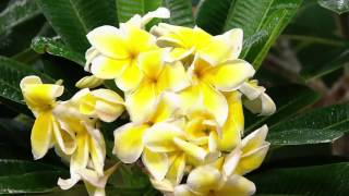 Roberta's 2-piece Hawaiian Plumeria with Fertilizer on QVC