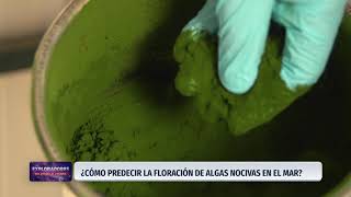 UFRO | ¿Cómo predecir la floracion de algas nocivas en el mar?