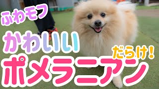 モフかわいい★ポメラニアンだらけ★しっぽ舗★犬種別オフ会