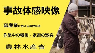 事故体感映像　畜産業における事故事例　作業中の転倒・家畜との激突