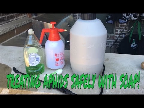 How to treat aphids - plant safe method using soap and water! How to treat aphids - plant safe method using soap and water!