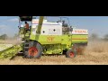 dbw 372 का dbw 327 से तुल्यात्मक अध्यन 😱 किसने मारी बाजी आयो जाने viral viralvideo wheat dbw372