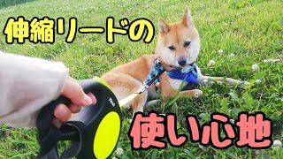 豆柴おーじろう☆フレキシ伸縮リードでウキウキお散歩 mameshiba(shiba inu) OHJIRO new flexi leash