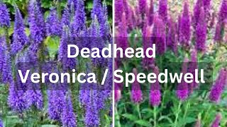 How To Deadhead Speedwell Veronica For More Flowers