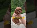 ADORABLE Puppies Choose Their Own Names!!! #Dogs #Shorts