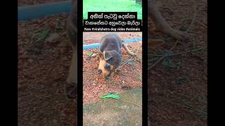 දෙන්නෙක් වාහනයකට යටවෙලා පවු /new viral dog  shotrs video / #animals trending video