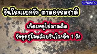 ชันโรงแยกรังถูกโจมตี (14/02/66) #ชันโรง #แยกรังชันโรง #เลี้ยงชันโรง #ข้อควรระวังชันโรง