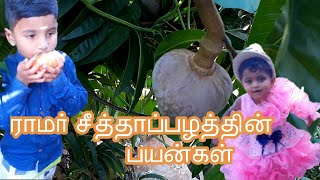 ராமர் சீதா பழம் எங்க கெடச்சாலும் விட்ராதிங்க | Mala Seetha Pazham \\