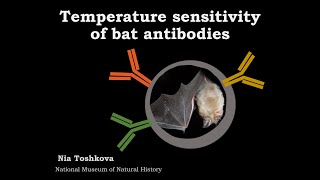 Nia Toshkova: Temperature sensitivity of bat antibodies