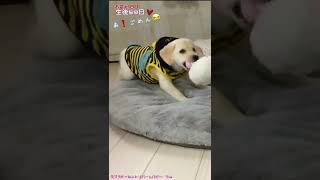 あ！ごめん😭 ルーティンVlog 可愛いラブラドールレトリバーパピー🦮 ラム 　#shorts Labrador Retriever Lum