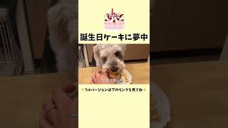 誕生日ケーキに夢中の犬 #誕生日ケーキ #可愛い #ミニチュアシュナウザー #ペット動画 #犬のいる生活 #おもしろ #shorts