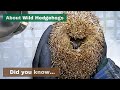 About Wild Hedgehogs - Did you know... - Hornbeam Wood Hedgehog Sanctuary