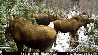 Bull Moose Activity On Browning Trail Cam