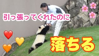 落ちちゃうよー🐼 飼育員さんが引っ張ってくれたのに、それでも落ちていっちゃった🐼 #彩浜 #アドベンチャーワールド #パンダ落ちる