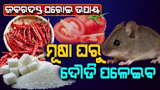 ଘରୁ ମୂଷା ତଡିବାକୁ ଚାହୁଁଥିଲେ କରି ଦେଖନ୍ତୁ ଏହି ସହଜ ଏବଂ ଜବରଦସ୍ତ ଉପାୟ, ଜୀବନ ଛାଡି ପଳେଇବ ମୂଷା