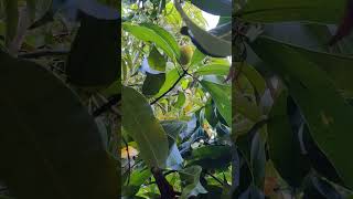 @Marathi kutumb झाडावर पिकलेला आंबा पाहिलात का/दुर्मिळ #shortvideo #mango