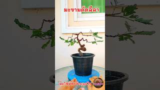 ตัดแต่งกิ่งเข้าลวดใหม่บอนไซมะขามดัดลีลา #บอนไซมะขาม #Bonsai #มือใหม่หัดทำ #shorts