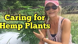 HEMP PLANT MAINTENANCE - CARING FOR HEMP PLANTS MID SEASON - Identifying problems and treatments