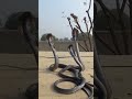 king cobra dance snake animals youtubeshorts love punjabisong song newsong punjabi