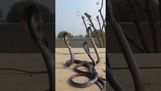 King Cobra dance #snake #animals #youtubeshorts #love #punjabisong #song #newsong #punjabi