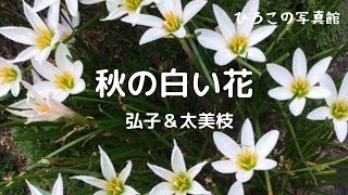 ひろこの写真館 ４　「秋の白い花」　写真/豊永弘子　音楽/磯部太美枝