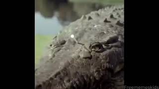 Exploding crocodile