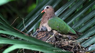 翠翼鳩七分鐘的反芻式餵食/Emerald Dove\