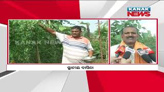 Bazaar Halchaal: Sundergarh Man Finds Success In Pointed Gourd Farming, Gains Knowledge From Youtube