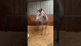 Home Of Animal-Best Wild Horses Mare Compilation Videos #415