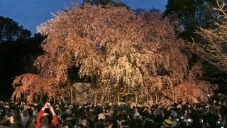 六義園でしだれ桜が満開