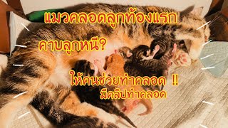 แมวคลอดลูกท้องแรก คาบลูกหนี ?|ให้คนช่วยทำคลอด|สก็อตติชโฟล์