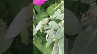 Clustered Mountain Mint \u0026 Bush’s Poppy Mallow #nativeplants #pollinators