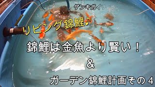 ＃錦鯉＃金魚【錦鯉ブログ】リビング錦鯉！錦鯉は金魚より賢い！\u0026ガーデン錦鯉計画♪　その4