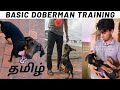 Basic DOBERMAN Training | Tamil | Dog Training