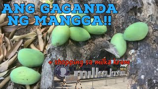 Manungkit tayo ng Mangga sa Nueva Ecija || Shopping sa Milka Krem