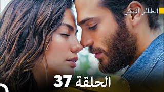 مسلسل الطائر المبكر الحلقة 37 (Arabic Dubbed) - FULL HD