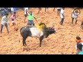 pallapatti jallikattu 2024 videos 02 பள்ளப்பட்டி ஜல்லிக்கட்டு 2024 videos 02