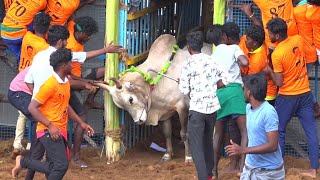 Pallapatti Jallikattu 2024 Videos 02 | பள்ளப்பட்டி  ஜல்லிக்கட்டு 2024 Videos 02