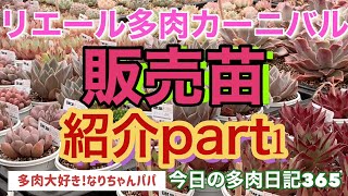 【多肉植物】【ガーデニング】第4回リエール多肉カーニバルの販売苗紹介part1‼️    多肉大好き！なりちゃんパパ　多肉奮闘記その365