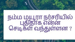 நம்ம மயூரா நர்சரியில் புதிதாக என்ன செடிகள் வந்துள்ளன ?