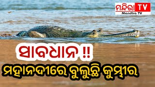 ସାବଧାନ !! ମହାନଦୀ ବନ୍ୟା ପାଣିରେ ବୁଲୁଛି କୁମ୍ଭୀର | Mahanadi | MandiraTV